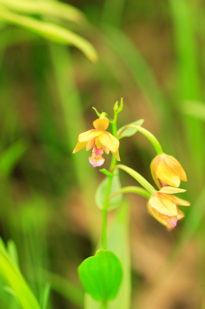 Japonya altın orkide (cephalanthera falcata) - Fotoğraf, Görsel