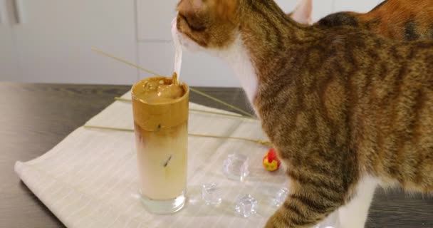 two lovely cats are playing with a cup of coffee - Footage, Video