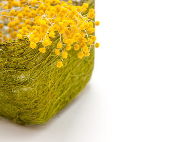 Mimosan lähikuva vihreässä oljessa
 - Valokuva, kuva