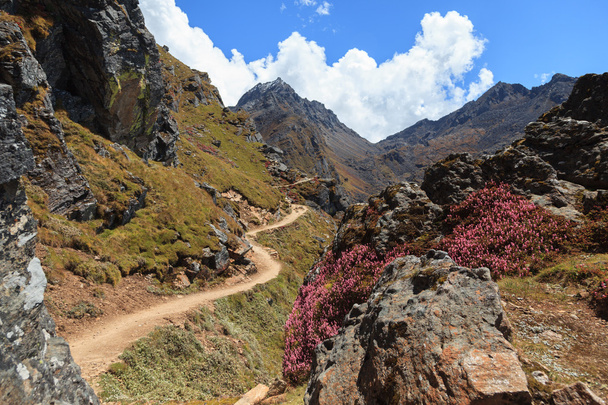 Pathway in Himalayas - Valokuva, kuva