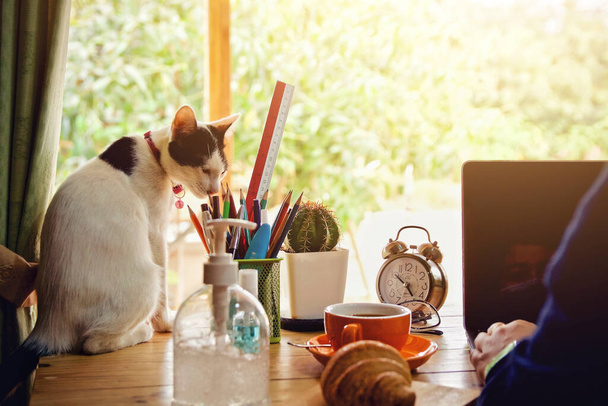 Trabalhando em casa usando laptop e café pela manhã
  - Foto, Imagem