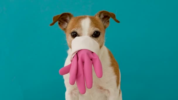 Hund mit Gummihandschuh im Gesicht - Filmmaterial, Video