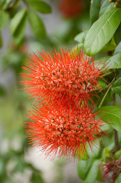 red combretum erythrophyllum flower in nature garden - Photo, Image