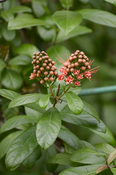 rosso combretum erythrophyllum fiore nel giardino della natura
 - Foto, immagini