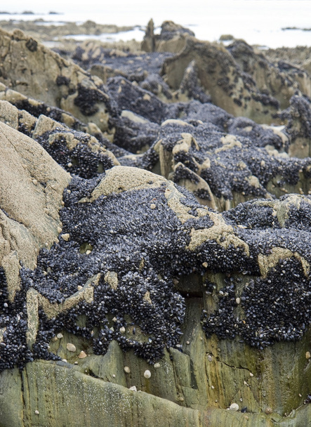 рок и моллюски
 - Фото, изображение