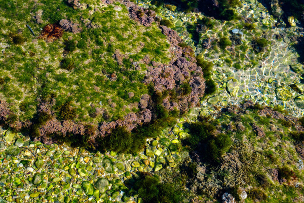 algák és egyéb növények a tó fenekén lévő sziklákon - Fotó, kép