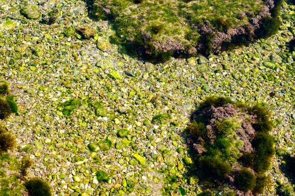 algák és egyéb növények a tó fenekén lévő sziklákon - Fotó, kép