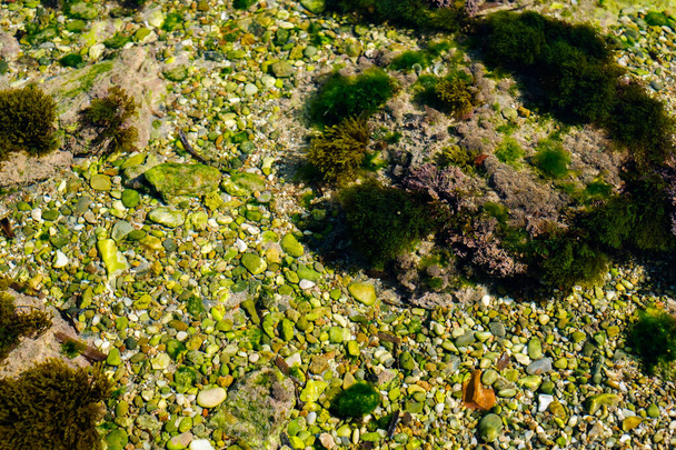 algae and other plants on rocks at the bottom of the lake - Fotoğraf, Görsel