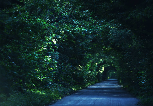 Δρόμος σε μια πράσινη σήραγγα από κλαδιά δέντρων. Επιλεκτική μαλακή εστίαση. - Φωτογραφία, εικόνα