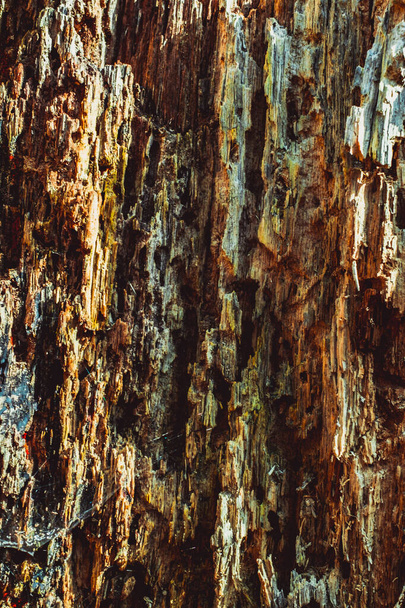 Old rotten wood with dirt and spiderweb - Φωτογραφία, εικόνα