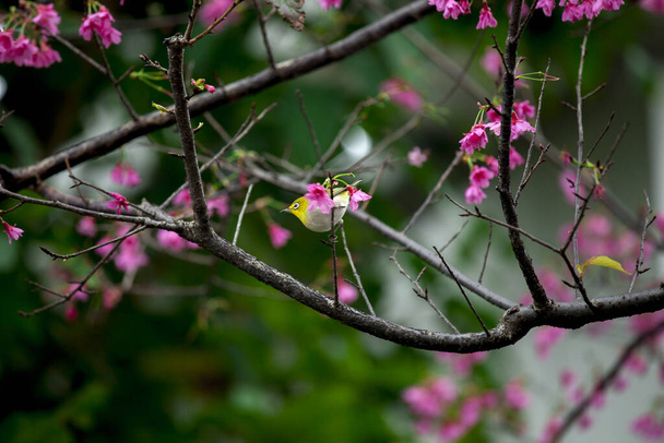 Ptáci projíždějí krásnými třešněmi v deštivém dni - Fotografie, Obrázek