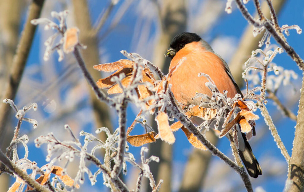 Bullfinch, Pyrrhula. Sunny winter frosty morning. Bullfinch sits on a branch that is covered with hoarfrost. Bird eat tree seeds. - Фото, зображення