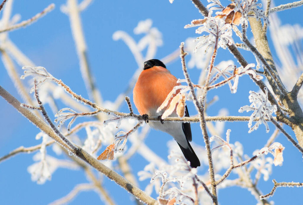 Bullfinch, Pyrrhula. Sunny winter frosty morning. Bullfinch sits on a branch that is covered with hoarfrost. Bird eat tree seeds. - Valokuva, kuva