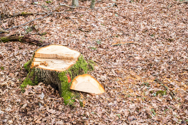 Tronco de árvore recém-cortada na floresta - Foto, Imagem