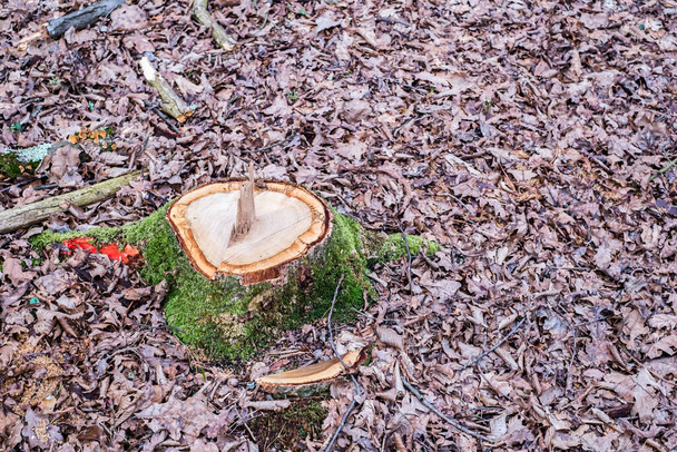 Tronco de árvore recém-cortada na floresta - Foto, Imagem