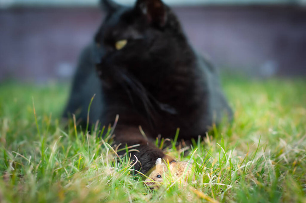 Kara kedi patisini kahverengi tarla faresine uzattı.. - Fotoğraf, Görsel