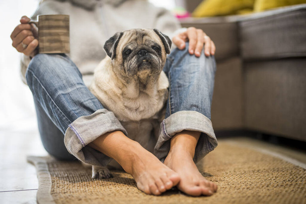 Nice and fun woman owner and old pug dog at home enjoying the relationship and best friends forever concept - sitting on the floor in relax time  - Photo, Image
