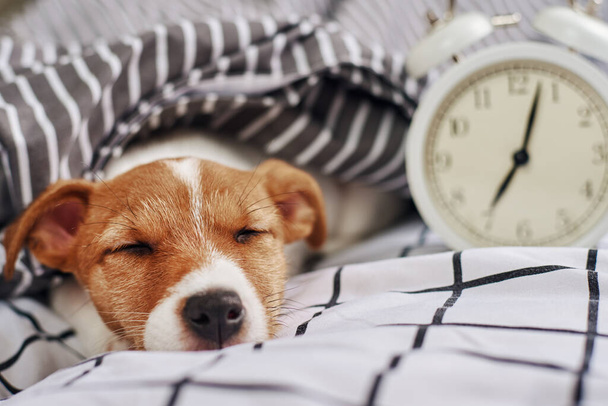 Jack russell terrier dog sleeps in bed with vintage alarm clock. Wake up and morning concept - 写真・画像