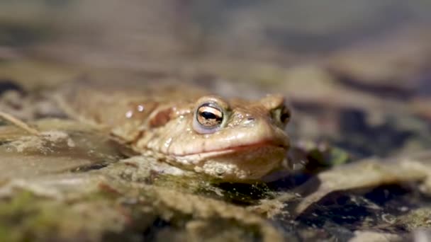 Żaba ropucha zwyczajna (Bufo Bufo) w jeziorze - Materiał filmowy, wideo