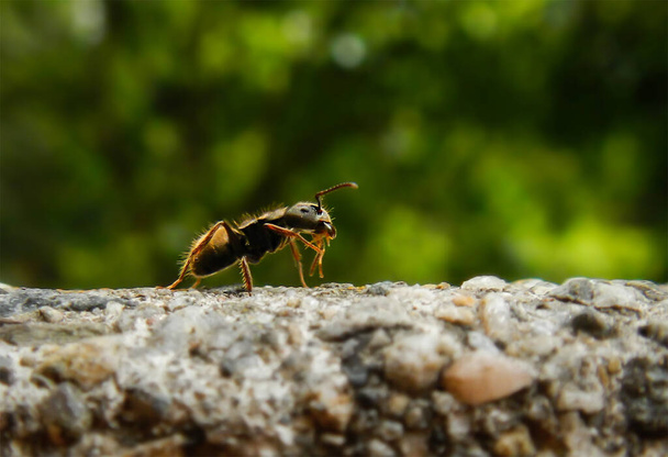 Ameise bewegt sich auf felsiger Oberfläche - Foto, Bild