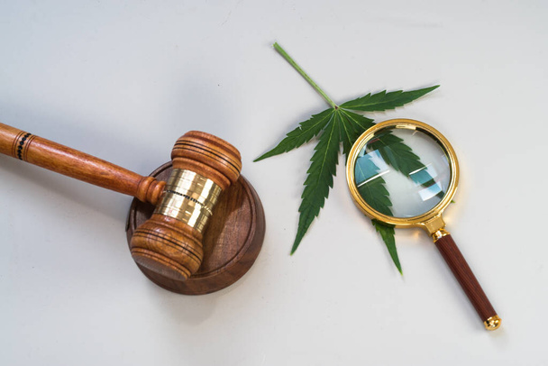 CBD, liście marihuany i młode sędziowskie - Zdjęcie, obraz