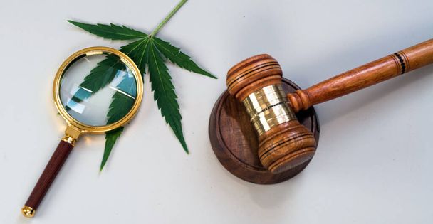 CBD, liście marihuany i młode sędziowskie - Zdjęcie, obraz