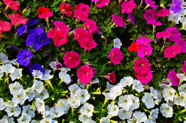 Fechar-se de uma borda de flor com floração colorida Petunia Wave Querida
 - Foto, Imagem