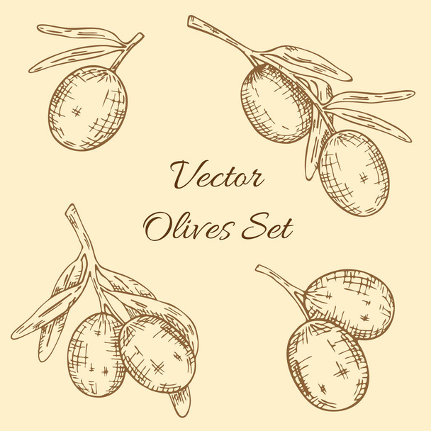 Set of olive tree branch. Hand drawn style. Vector sketch - ベクター画像