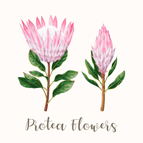 Εικονογράφηση διάνυσμα της υψηλής λεπτομερή Protea λουλούδι - Διάνυσμα, εικόνα