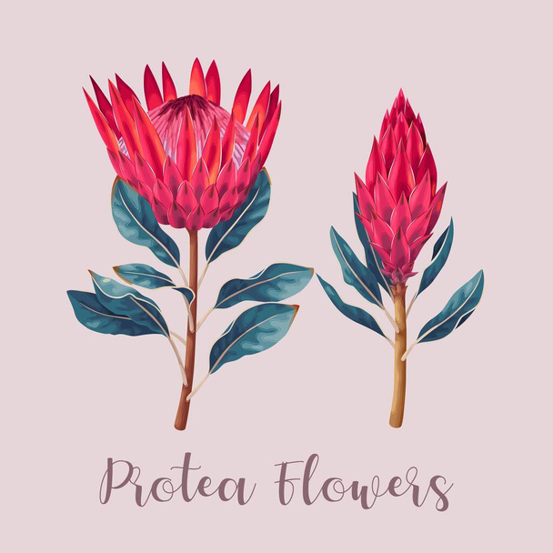 Vector illustration of high detailed protea flower - Vector, Image