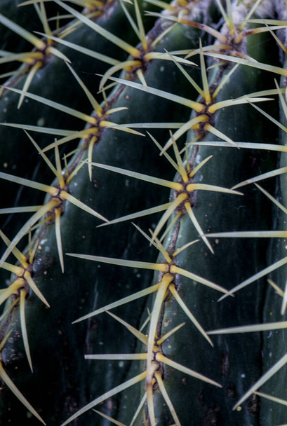 Zonnige dag in de sappige tuin. Verschillende soorten prachtige groenblijvende planten. Cactus textuur close-up foto. Aard van het Midden-Oosten. - Foto, afbeelding