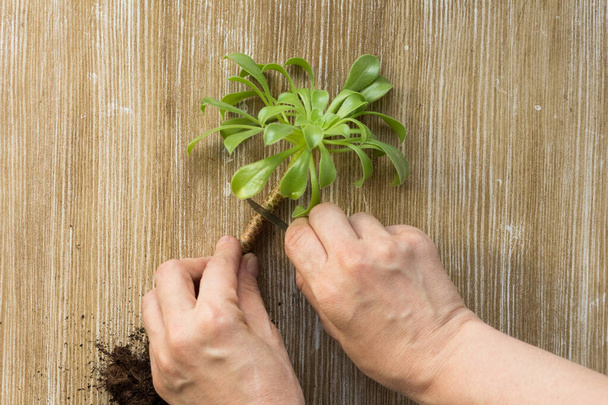 Top view of woman hand cutting Aeonium with root for cutting and potting on wooden background - Foto, immagini