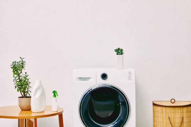 зеленые растения и бутылки возле журнального столика, корзина для белья и стиральная машина в ванной комнате
  - Фото, изображение