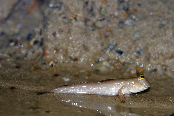 Mudskipper (Periophthalmus - Zdjęcie, obraz