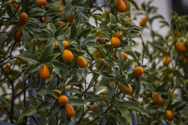 Kumkwatowe drzewo z pięknymi pomarańczowymi owocami. Natura Bliskiego Wschodu. Letni ogród z bliska zdjęcie.  - Zdjęcie, obraz
