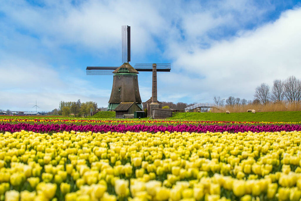 Yellow tulips and windmill in Netherlands - Photo, Image