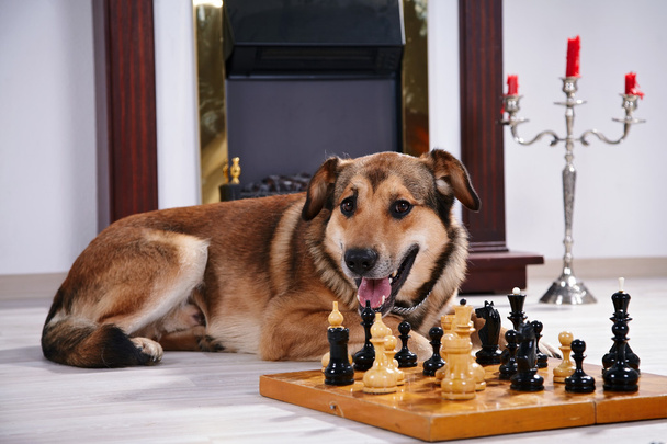 Собака і шахи проти каміна
. - Фото, зображення