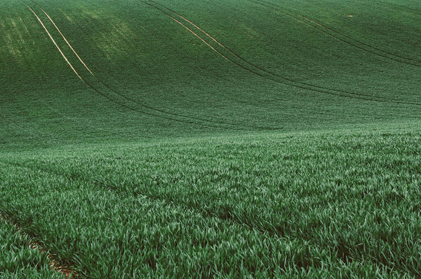 Green grass field background - Foto, Imagem