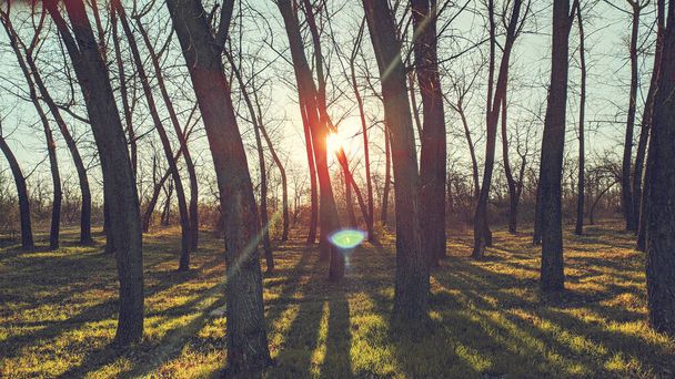 Ηλιοβασίλεμα στο πευκοδάσος φόντο της φύσης. Σκούρο φόντο του πευκοδάσους.Τελευταίος ήλιος στη δασική φύση. Ηλιαχτίδες μέσα από πευκοδάση. Φως ηλιοβασιλέματος πευκοδάσους. Η φύση. Δάσος. Σάνσετ. Σκοτάδι. - Φωτογραφία, εικόνα