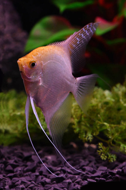 Angelfish freshwater aquarium fish - Photo, Image