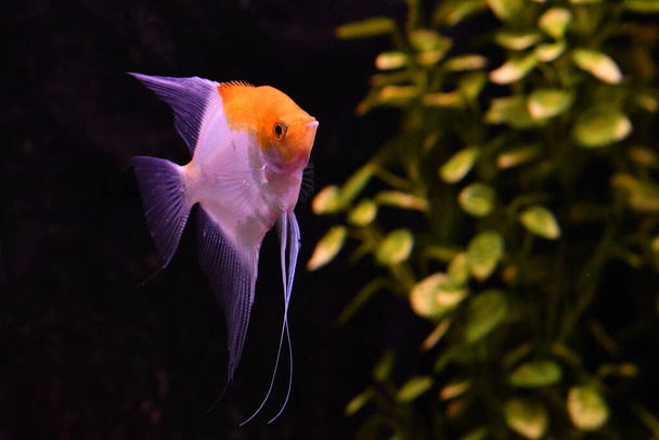 Пресноводные аквариумные рыбы
 - Фото, изображение