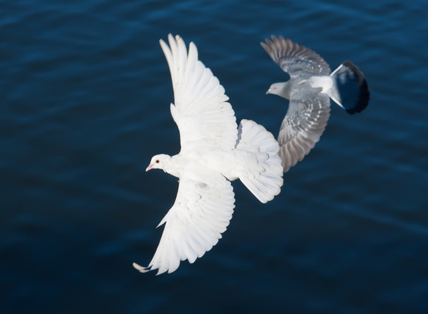 White pigeon - Фото, зображення
