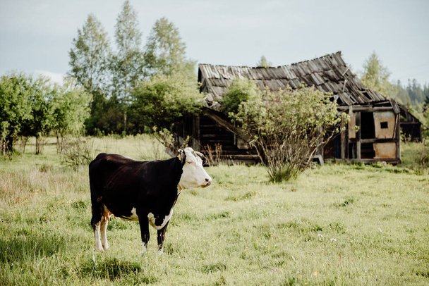 une vache broutant dans une prairie verte un jour de printemps ensoleillé au milieu d'une maison en bois en ruine avec un toit en panne
 - Photo, image