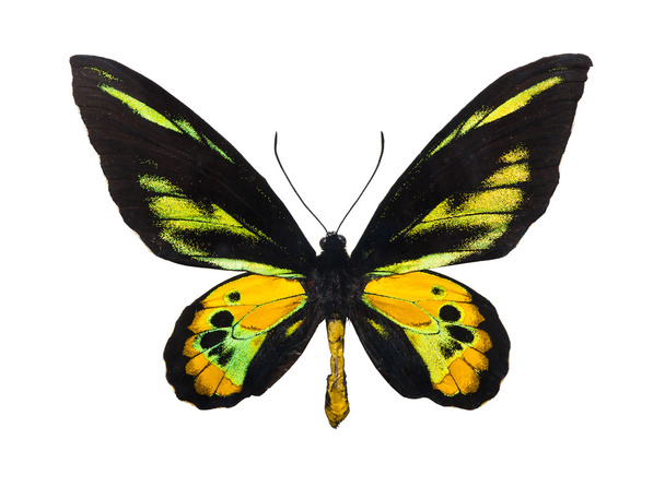 Butterfly - Fotó, kép