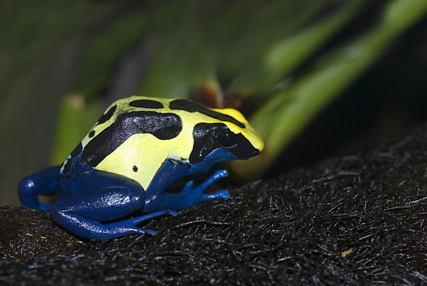 Dyeing dart frog (Dendrobates tinctorius) - Photo, Image