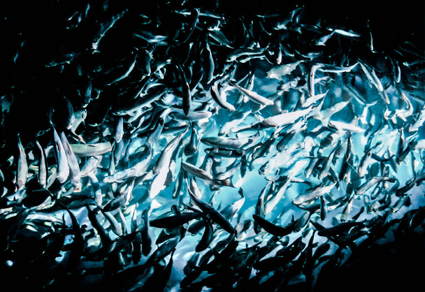 Flock of trouts swimming in the pond - Zdjęcie, obraz