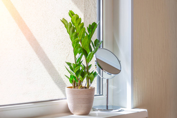 Зеленые растения Замиокульки на подоконнике солнечной комнаты, ярко освещенной солнцем
 - Фото, изображение