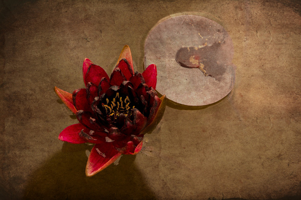 alte Grunge-Blume - Foto, Bild