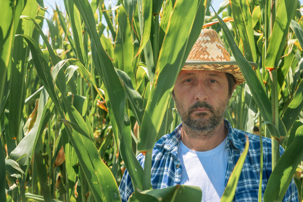 Portrait of handsome corn farmer in cultivated maize field wearing straw hat and plaid shirt and standing among talk crop plants - Фото, зображення