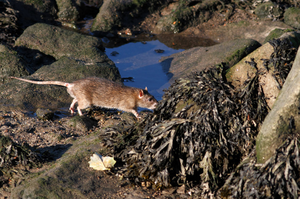 Ratti del fiume Douro
 - Foto, immagini
